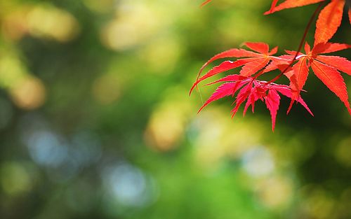 医妃且慢:世子很腹黑林若羽墨无心 医妃且慢:世子很腹黑林若羽墨无心